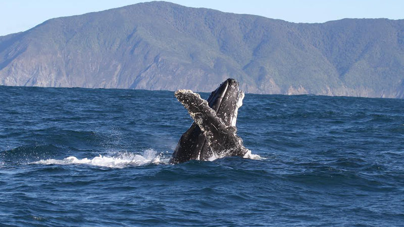 New Zealand’s most immersive whale watching experience!